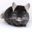 wrap around chinchilla photos photographs pictures images